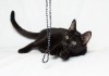 Фото Отдам обаятельного Черного котенка