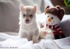 Фото Шикарные щенки Сибирского Хаски