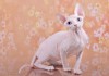 Фото Белая кошка сфинкс с голубыми глазами-6 месяцев