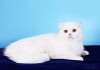Фото Белая шотландская кошка - возраст 1 год