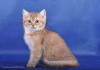 Фото Котёнок-котик золотистый тикированный