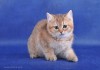 Фото Котёнок-котик золотистый тикированный