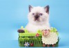 Фото Голубоглазый котёнок-кошка шоколадный колорпойнт