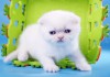 Фото Белый вислоухий котёнок с голубыми глазами