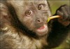 Фото Продаю обезьянку бурый капуцин