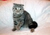 Фото Шотландские котята фолды и страйты