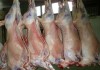 Фото Мясо баранины оптом прямо от производителя с отличной ценой…