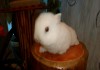 Фото Белые крольчата с голубыми глазками
