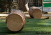 Удаление и кронирование деревьев в Мытищах