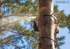 Фото Удаление и кронирование деревьев в Мытищах