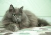 Фото Серебристая пушистая кошка Тэсса в поисках дома