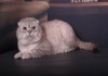 Фото Шотландские коты для вязки ваших кошек