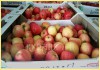 Фото ООО КИРАНЯ и П - оптовая продажа яблок и овощей