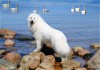 Фото Кобель Пиренейской Горной Собаки для вязок