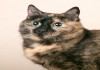 Шикарная кошка Лисенок в дар