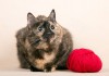Фото Шикарная кошка Лисенок в дар
