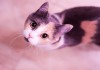 Фото Идеальная трехцветная кошечка Ляля в поисках семьи