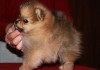 Фото Миниатюрные милые щенки померанского шпица