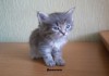Фото Отдам мягких, пушистых, милейших котят