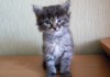 Фото Отдам мягких, пушистых, милейших котят