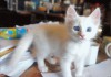Котенок Белоснежка, ангорка с голубыми глазами в дар