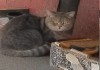 Фото Крупный кот-потеряшка ищет хозяев