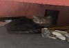Фото Крупный кот-потеряшка ищет хозяев