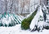 Фото Оптом живые Ёлки и Сосны в СПб (уже на складе)