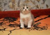 Фото Продаются шотландские котята различных окрасов