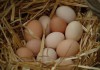 Фото Яйцо из под курицы с домашнего подворья. Суточных–не более 25 шт.