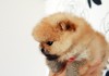 Фото Породистые щенки миниатюрного померанского шпица