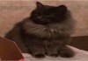Фото Котенок с Редким окрасом в дар