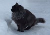 Фото Котенок с Редким окрасом в дар