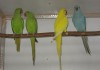 Фото Ожереловые попугаи
