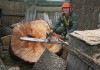 Фото Удаление деревьев в Красногорском районе