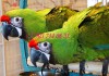 Фото Ara ambiguus - большой солдатский ара - ручные птенцы из питомника