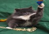 Фото Котенок Фанни ищет хозяев