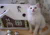 Фото Отдам белоснежного котенка