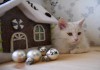 Фото Отдам белоснежного котенка