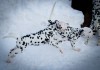 Фото Элитные щенки далматина с документами РКФ