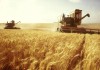 Фото Привлекаем инвестиции, оптовая торговля зерном, экспорт. Урожай 2018.