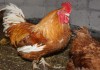 Фото Инкубацыонное яйцо мини мясных кур