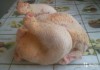 Фото Инкубацыонное яйцо мини мясных кур