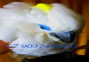 Фото Cacatua ophthalmica - синеочковый какаду, ручные птенцы из питомника