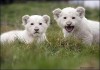 Фото Есть в продаже белый лев, львенок