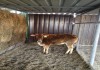 Фото Приобрести Зебу карликовую корову можно у нас, продаются Зебы