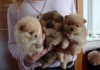 Фото Померанские шпицы, миниатюрные щенки.