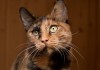 Фото Эксклюзивная кошка Луша поисках дома