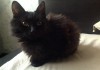 Фото Черный котик в дар