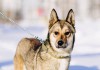 Фото Собака ГАЙКА, помесь карельской лайки, около 2-3 года.